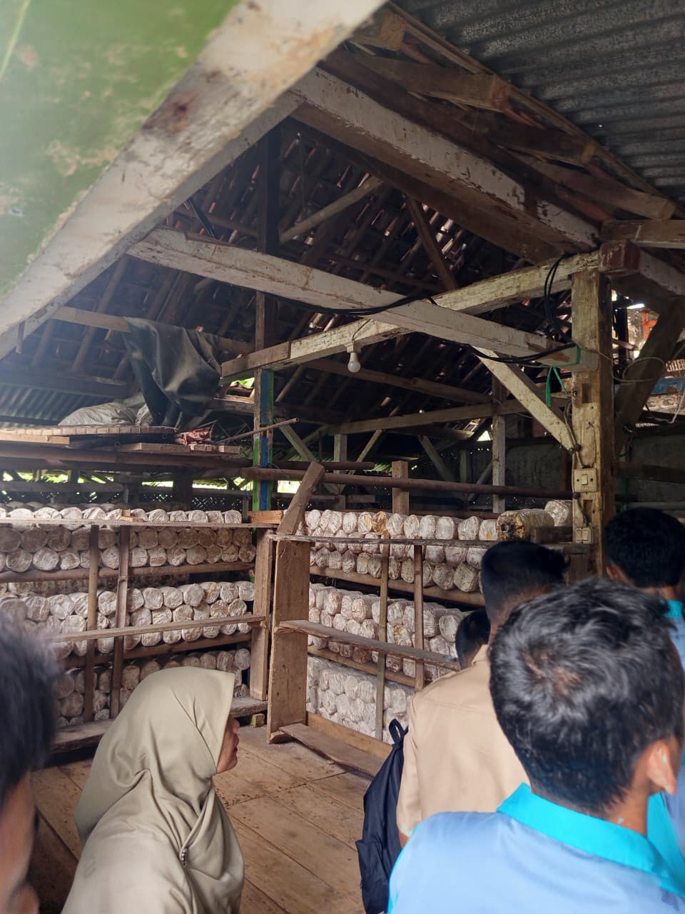 budidaya-jamur-di-kabupaten-ciamis-dan-peluang-usahanya-analisis-teknis-produktivitas-dan-prospek-ekonomi